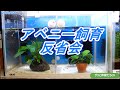 #0022【アベニーパファー】アベニー飼育反省会