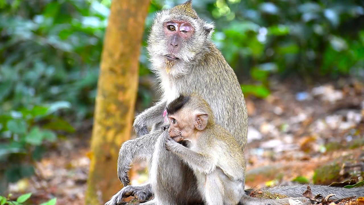 Poor Vigo follow mom when she can see anything like mom | WS