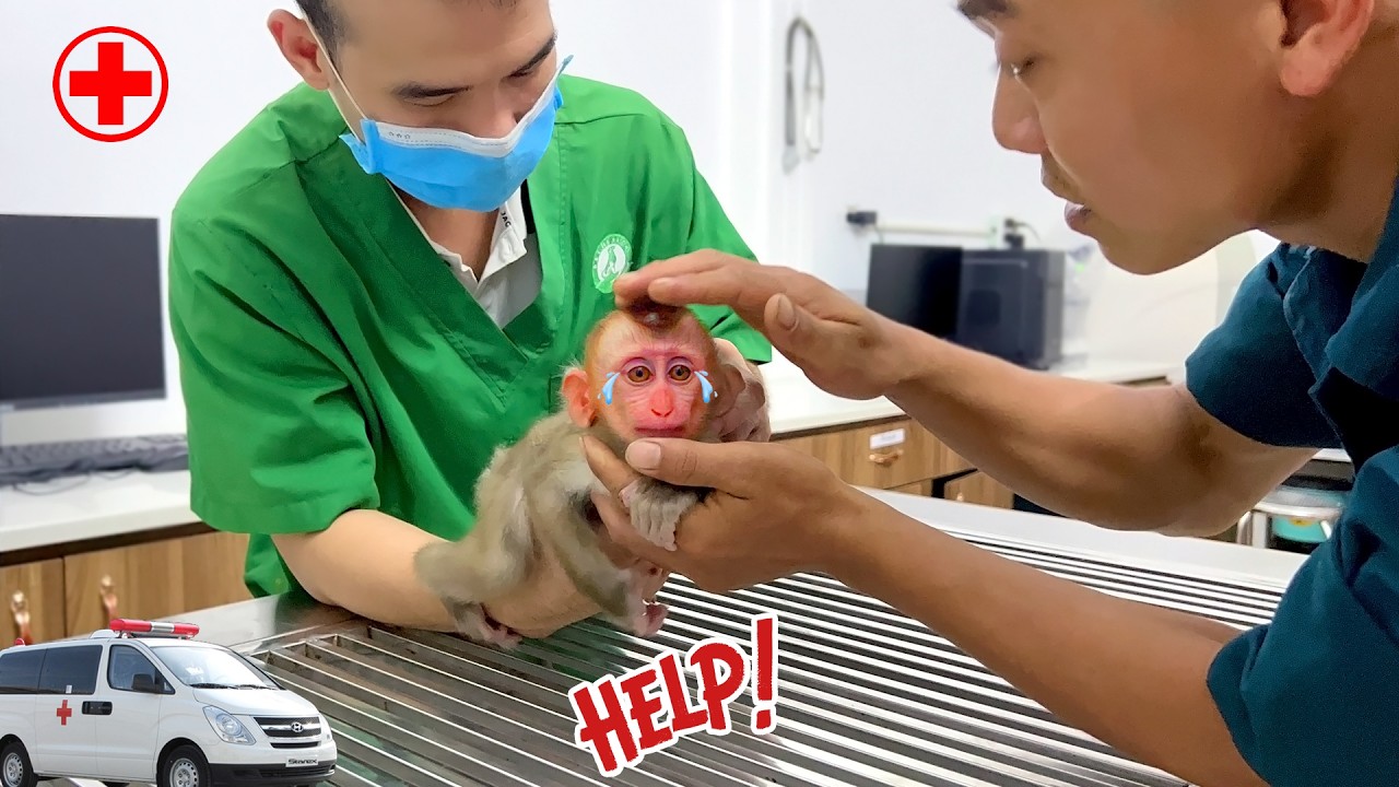 Папа отвез Суши к врачу