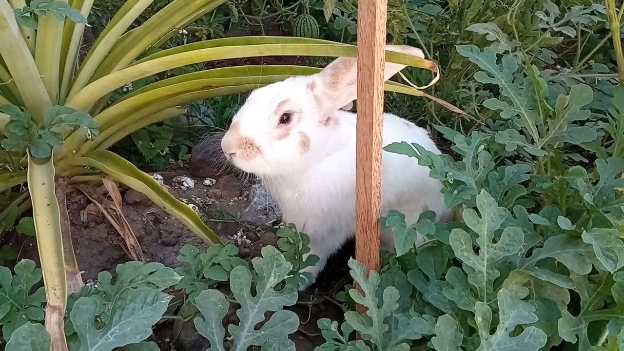 ¿Cómo explora un conejo? How does a rabbit explore?