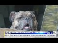 Dog lovers attend event at Briarwood Center