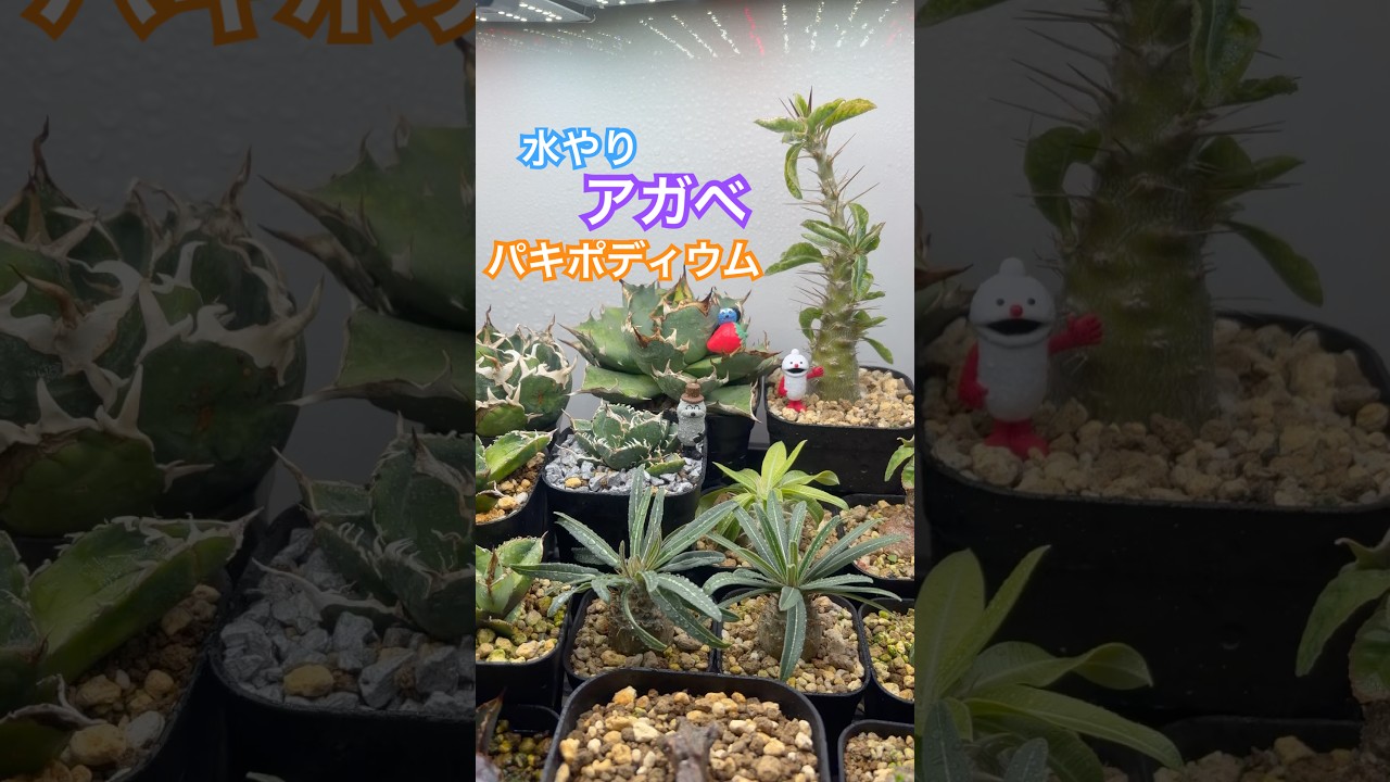 植物に水やり🪴#アガベ #グラキリス - YouTube