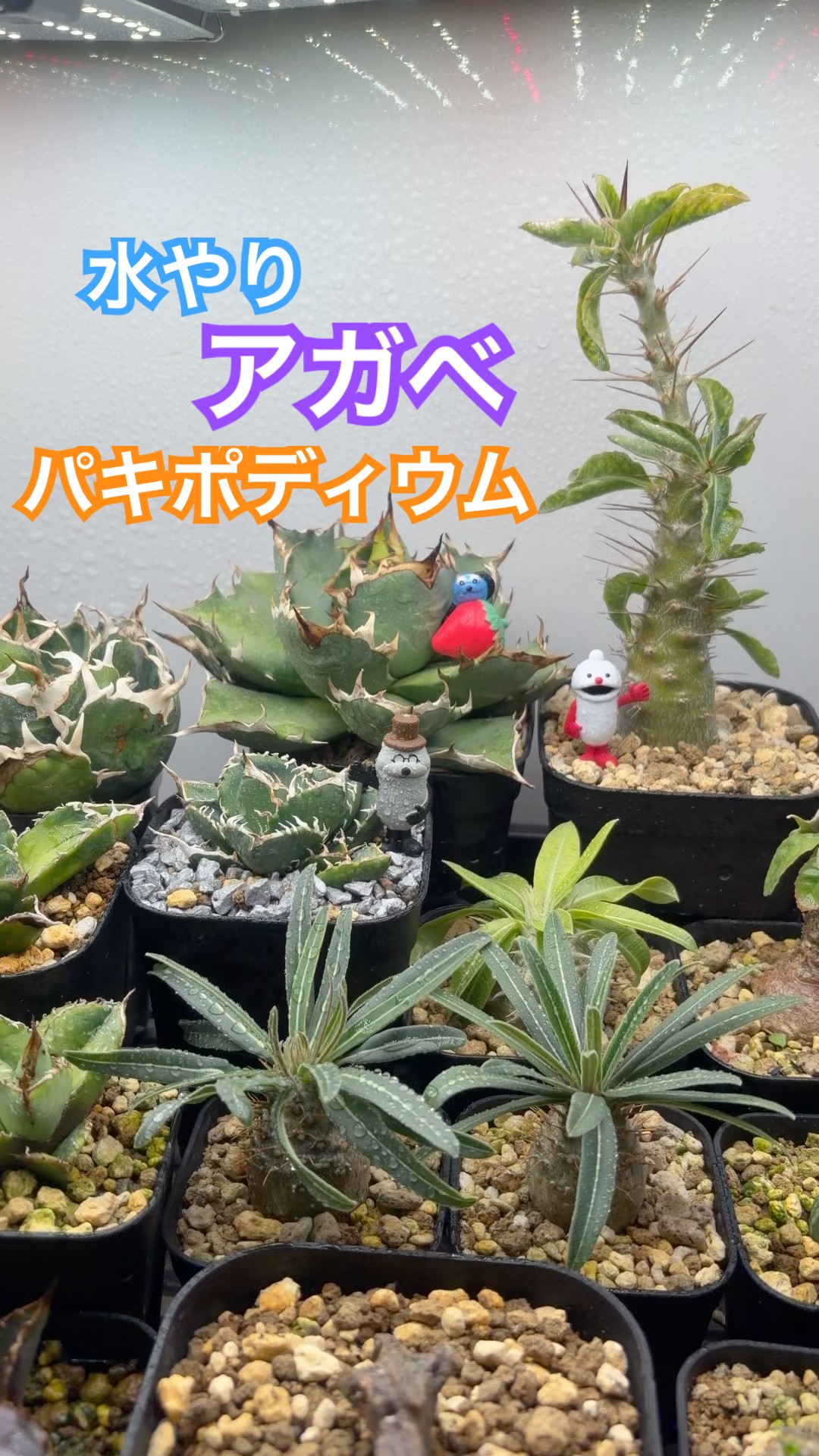 植物に水やり🪴#アガベ #グラキリス - YouTube