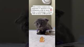 😢Требуется ваша помощь🙏🥺 #помощь #помощьбездомным #котик #помощькошке