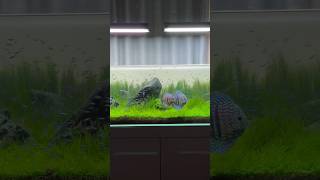 Beautiful discus aquarium with cardinal tetra 😍❤️