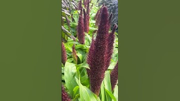 Apakah Millet Mutiara Hias Tanaman yang Sempurna untuk Setiap Lanskap? 🌾 Mudah, Tahan Kekeringan ...