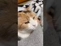 【三毛猫】声もすごくかわいいミケ