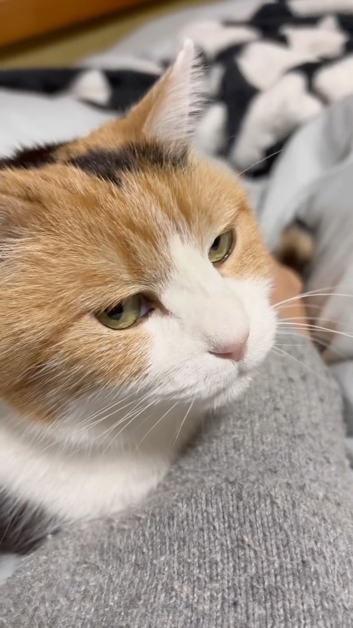三毛猫】声もすごくかわいいミケ - YouTube