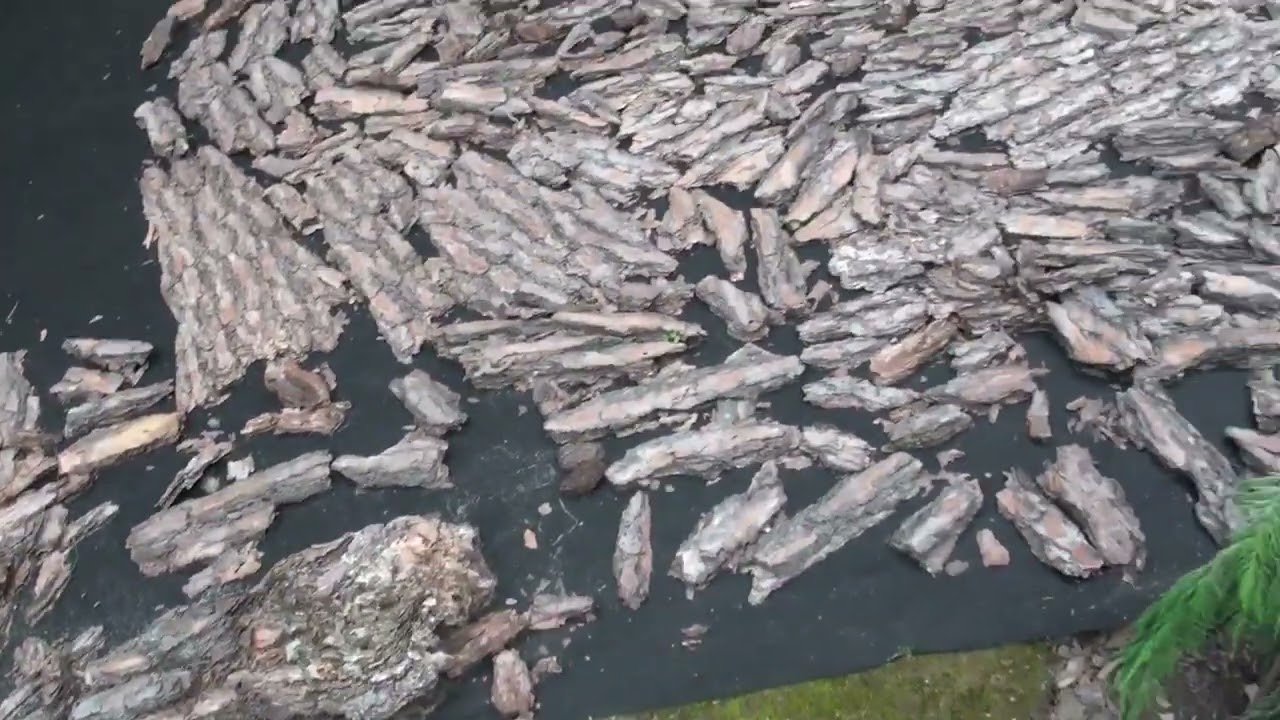 #3 Лето 2025. Сад. Вечнозеленые и хвойные