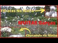 MUITAS Garças, NINHOS com Ovos e Filhotes