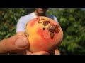 The Biggest Pest For Those Growing Peaches Plums Cherries & Other Stonefruits