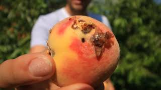 The Biggest Pest For Those Growing Peaches Plums Cherries & Other Stonefruits