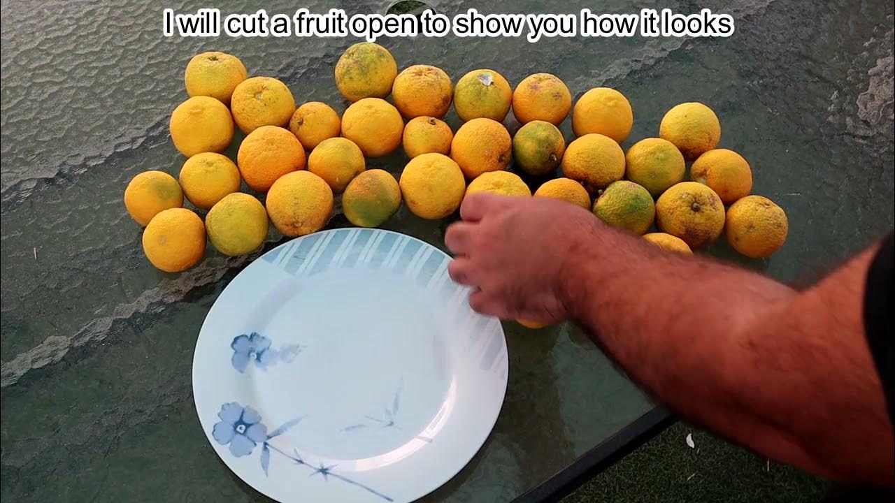 Picking Yuzu Fruits (Citrus junos) From My Tree Exotic Fruit Tree