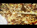 Sorinel de la Plopeni - Mi-a trecut viata muncind