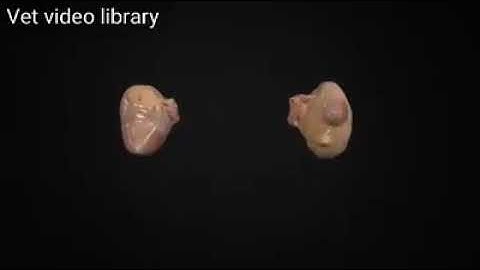 Follicle and CL Development During Estrous in Cows