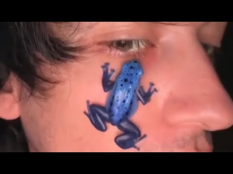 He Doesn’t Know It’s A Deadly Poison Dart Frog ☠️