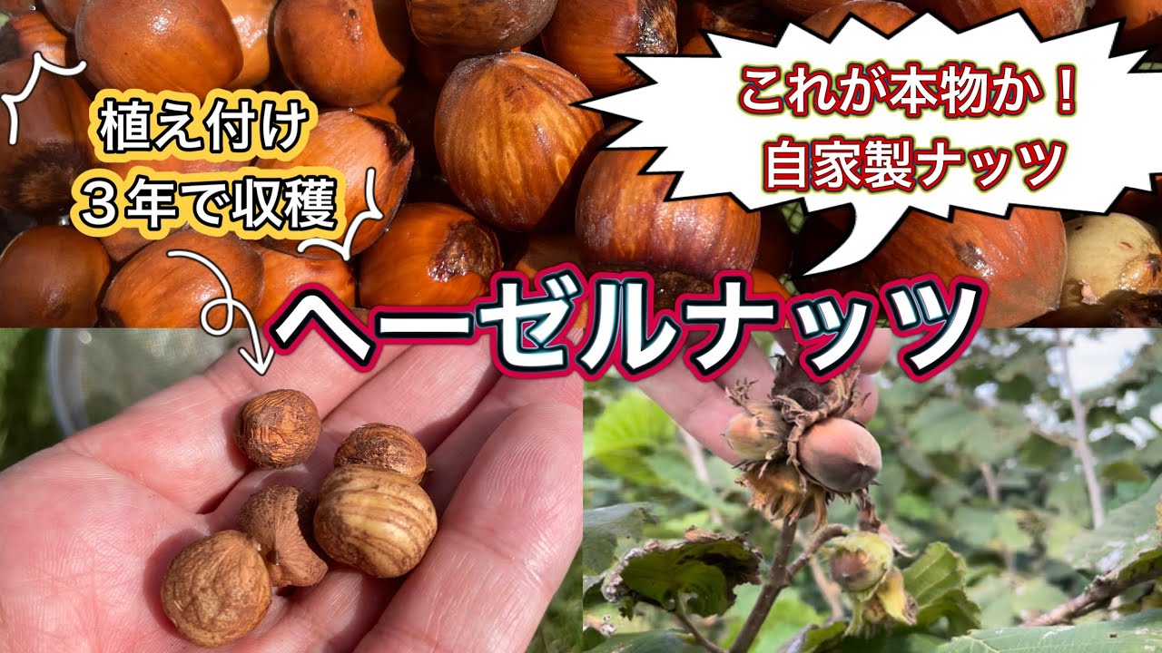 これぞ本物の味！ヘーゼルナッツが植え付け３年で収穫できた！耐寒性も高く家庭菜園レベルで育てられます。調理（煎り）・食レポもします。