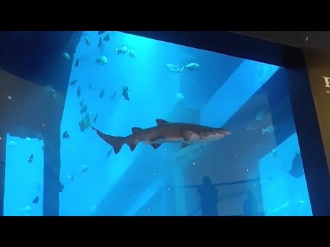 Dubai mall underwater view#shorts #youtube #shortvideo #dubailife #dubaimall #dubaiunderwater