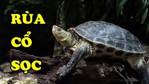 Tìm hiểu về Rùa cổ sọc | Loài rùa đông anh em nhất  | Hoàng Long Family