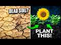 5 Plants That Instantly Bring Dead Soil Back to Life - Gardeners Must See!