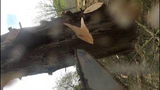 D A Tree Surgeons  Dover Folkstone Deal Sandwich  Tree surgery  Arborist