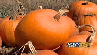 It's pumpkin season and Venetucci Farm is busy