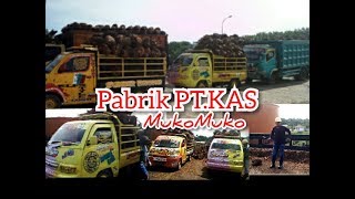 SETOR SAWIT KE PABRIK PT.KAS MUKOMUKO