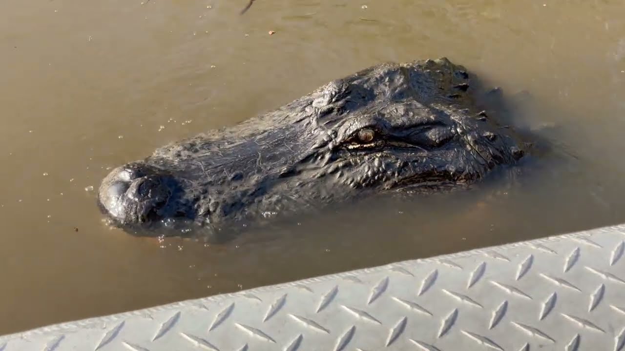 New Orleans Airboat Tour to See Alligators Up Close (2026 January 1)
