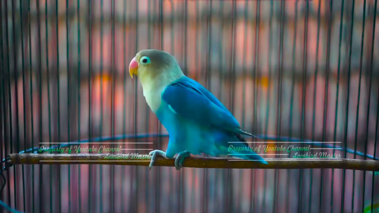 Lovebird Bunyi Ngetik Ngekek Panjang !! Jitu Memancing Lovebird Lain Langsung Konslet Bosku
