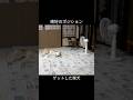 涼しいポジション分かってる柴犬 #shiba #柴犬