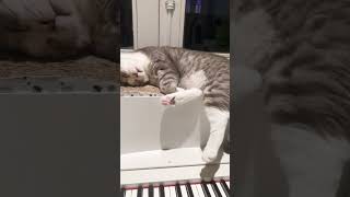 he like sleeping minhpiano musicforcats