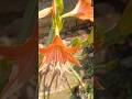 Beautiful Flower in Sunlight ☀️.#shorts