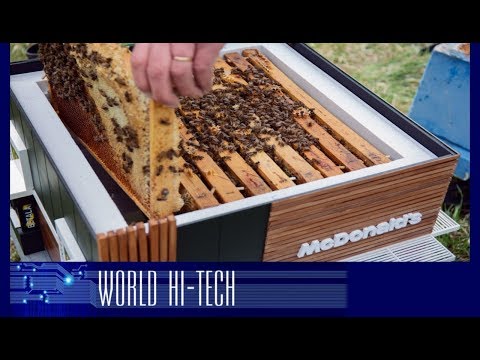 Видео: Макдональдс для пчел