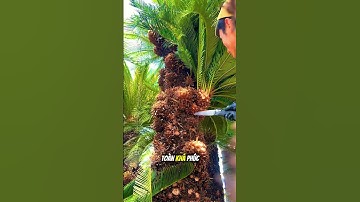 Ngách kinh doanh tỉa cây chỉ dành cho người giàu