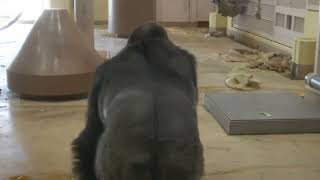 Huge Silverback Gorilla Fights Back The Shabani Group