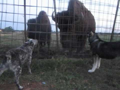 wolf trys playing with dog, but dog wants to eat up some bison