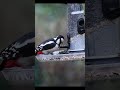Grote bonte specht | Foerageren | Vogels in de tuin #tuinvogels #greatspottedwoodpecker