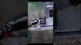 Grote bonte specht | Foerageren | Vogels in de tuin #tuinvogels #greatspottedwoodpecker