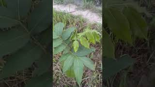 Ice Cream Bean Tree - Inga Edulis - Organic Farm - Brigadier Ka Bagh