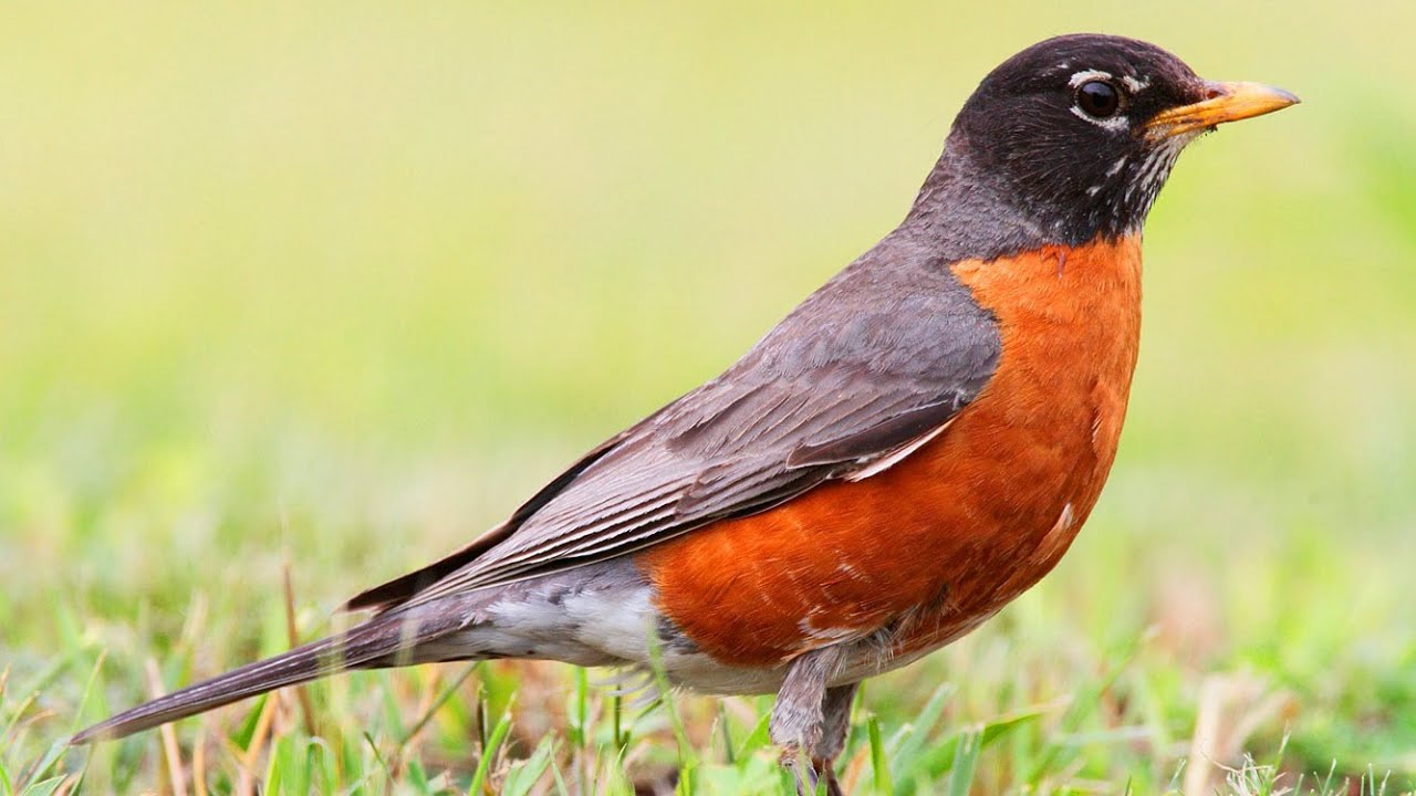 BIRD sounds, BIRD calls, and BIRD songs. 25 unique birds singing in a