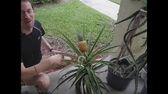 my Pineapple plant from - YouTube