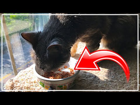 Are Sheba Perfect Portions Any Good?