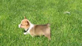 Pembroke Welsh Corgi Puppies For Sale