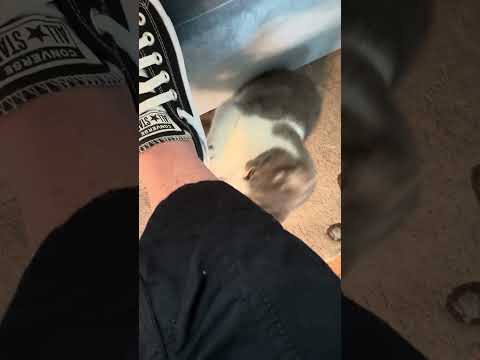 Baby Cat Friday Vibes