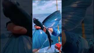 mancing ikan bersayap indosiar fish #shorts #mancing #strike