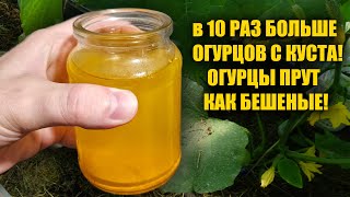 Баночка под огурцы! Засыпят урожаем и желтеть не будут!!!