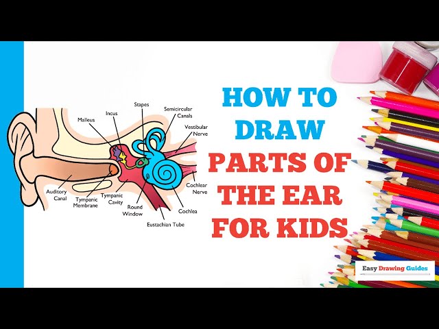 Simple Ear Diagram For Kids