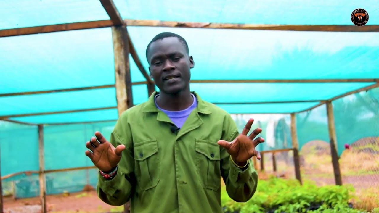 Amboseli's First Indeginous Tree Nursery at CHD Conservation Kenya.