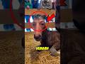 Top 3 Animals ALMOST Human Like Us