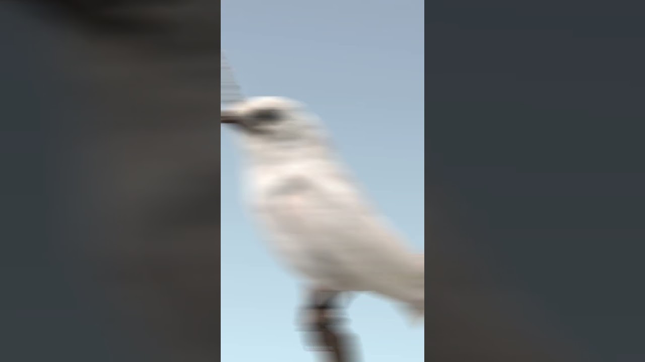 Какая птица самая громкая в мире? 🐦 #биология #егэ #егэ2023 #огэ #biology #shorts